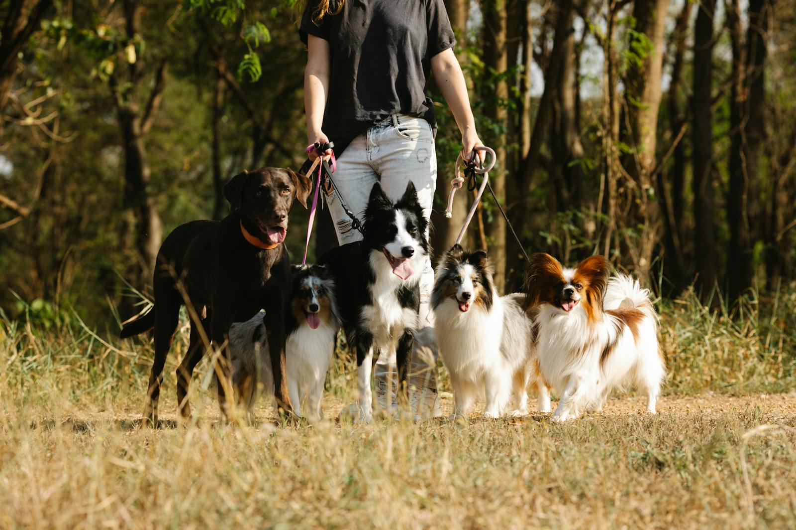 Dog Leash Laws in Pinellas County Florida