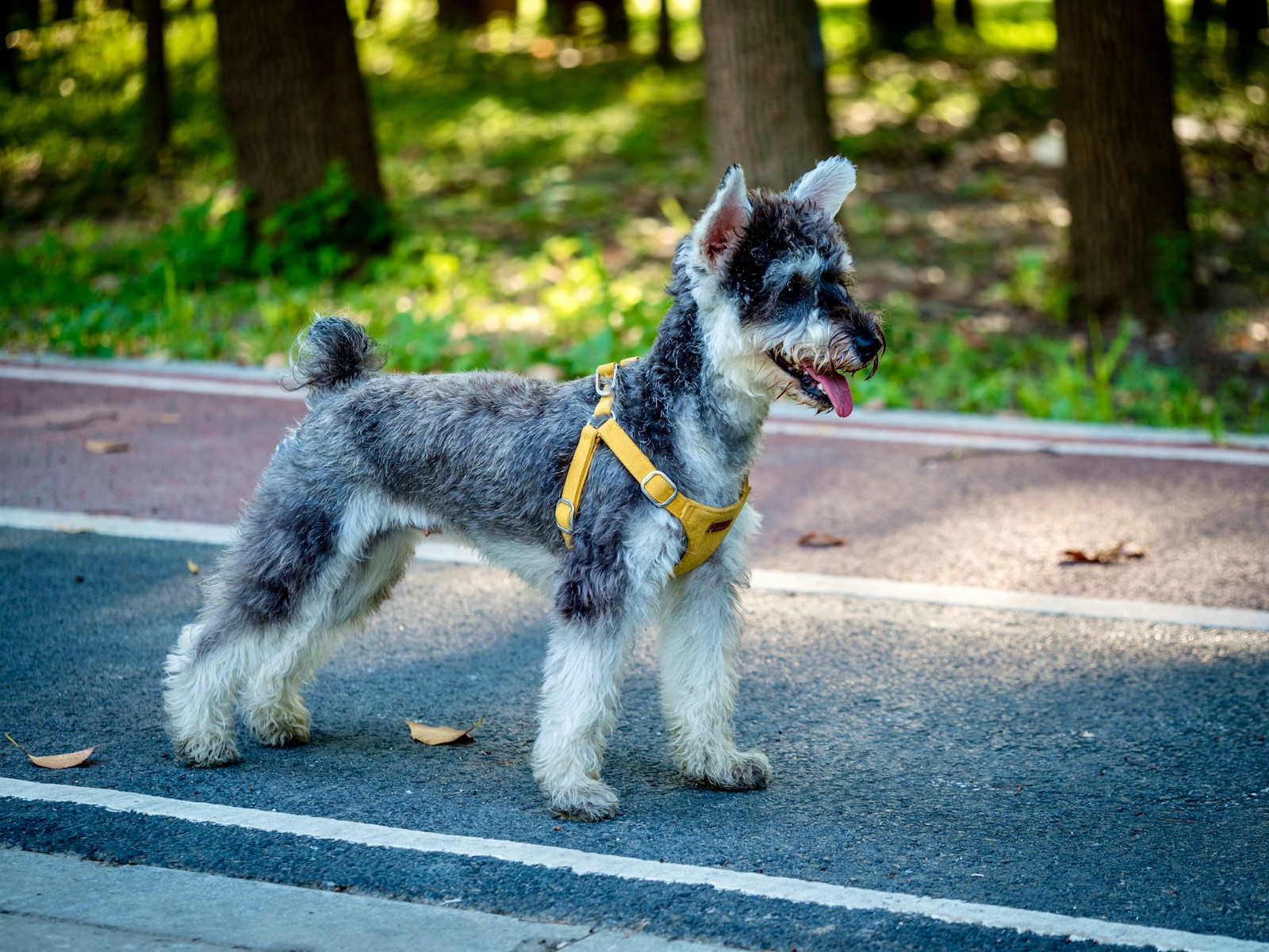 Dog Leash Laws in Tennessee