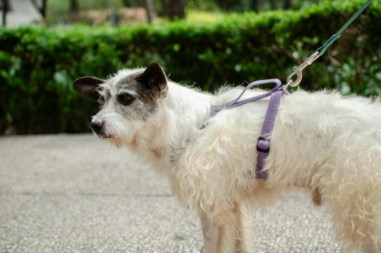 Dog Leash Laws in Virginia: Essential Rules, Local Exceptions & Smart Owner Tips