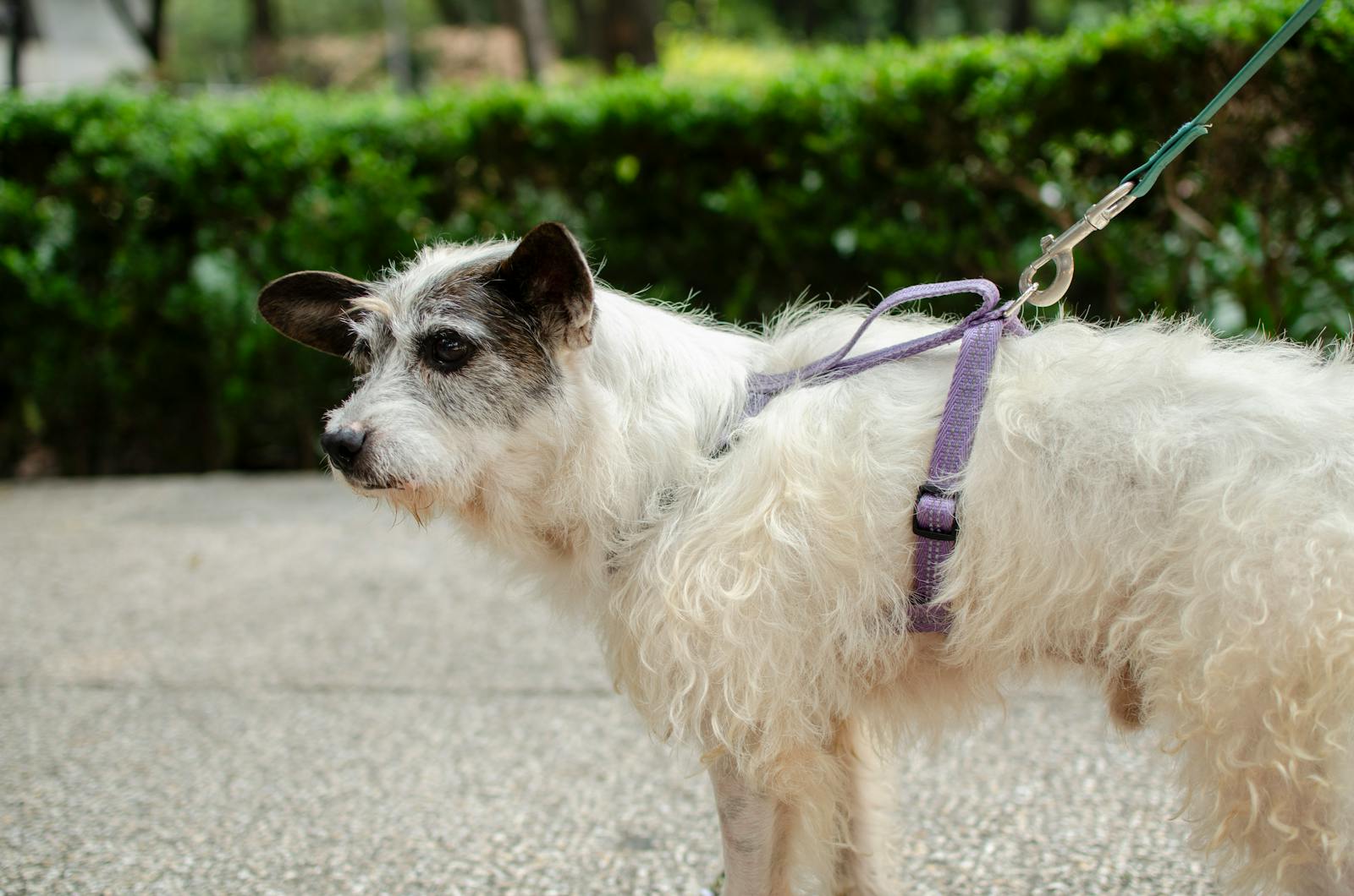 Dog Leash Laws in Virginia