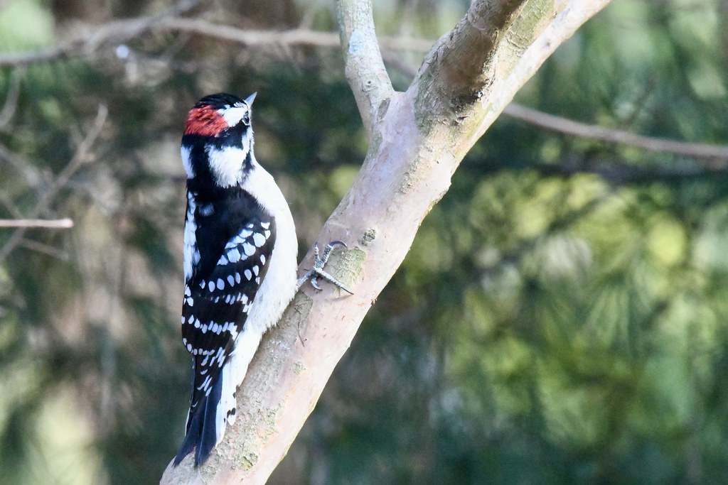 Downy Woodpecker (Picoides pubescens)