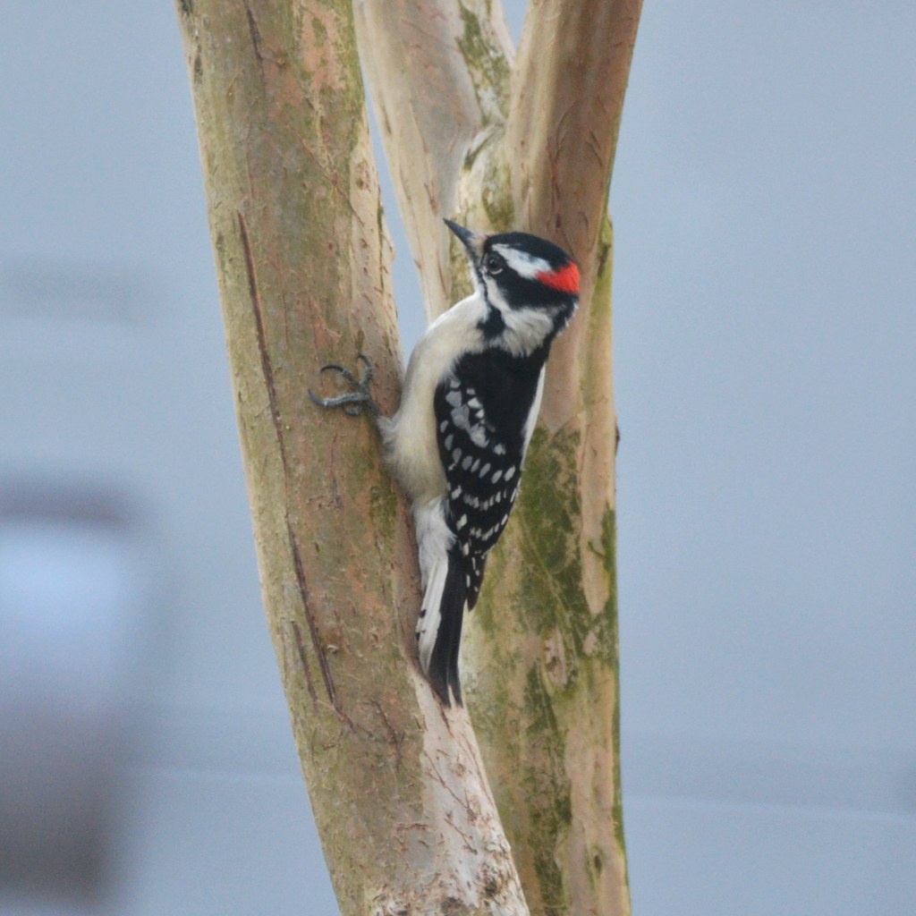 Downy Woodpecker
