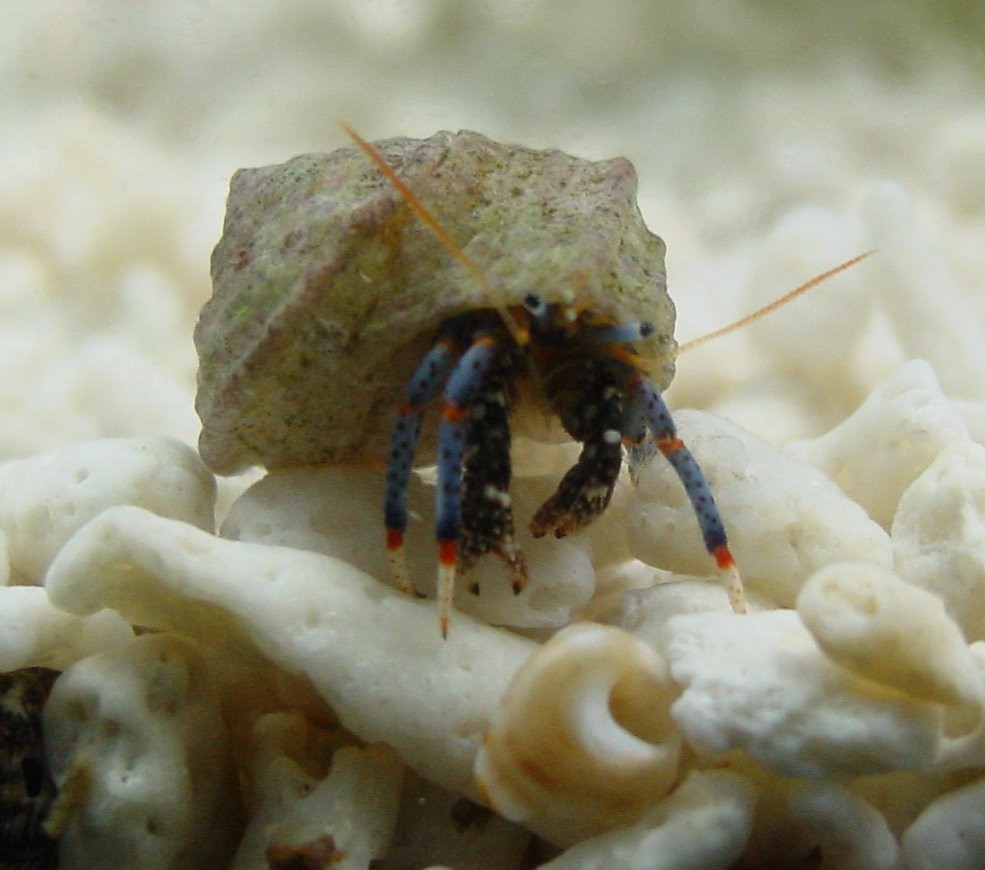 Dwarf Blue Leg Hermit Crab