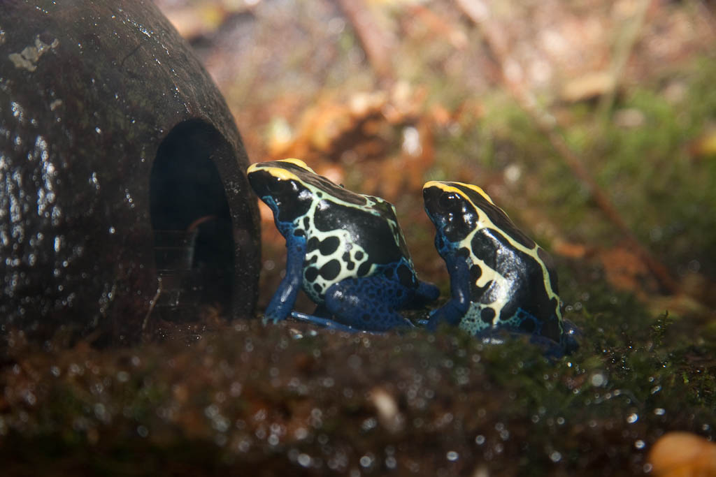 Dyeing Poison Dart Frog