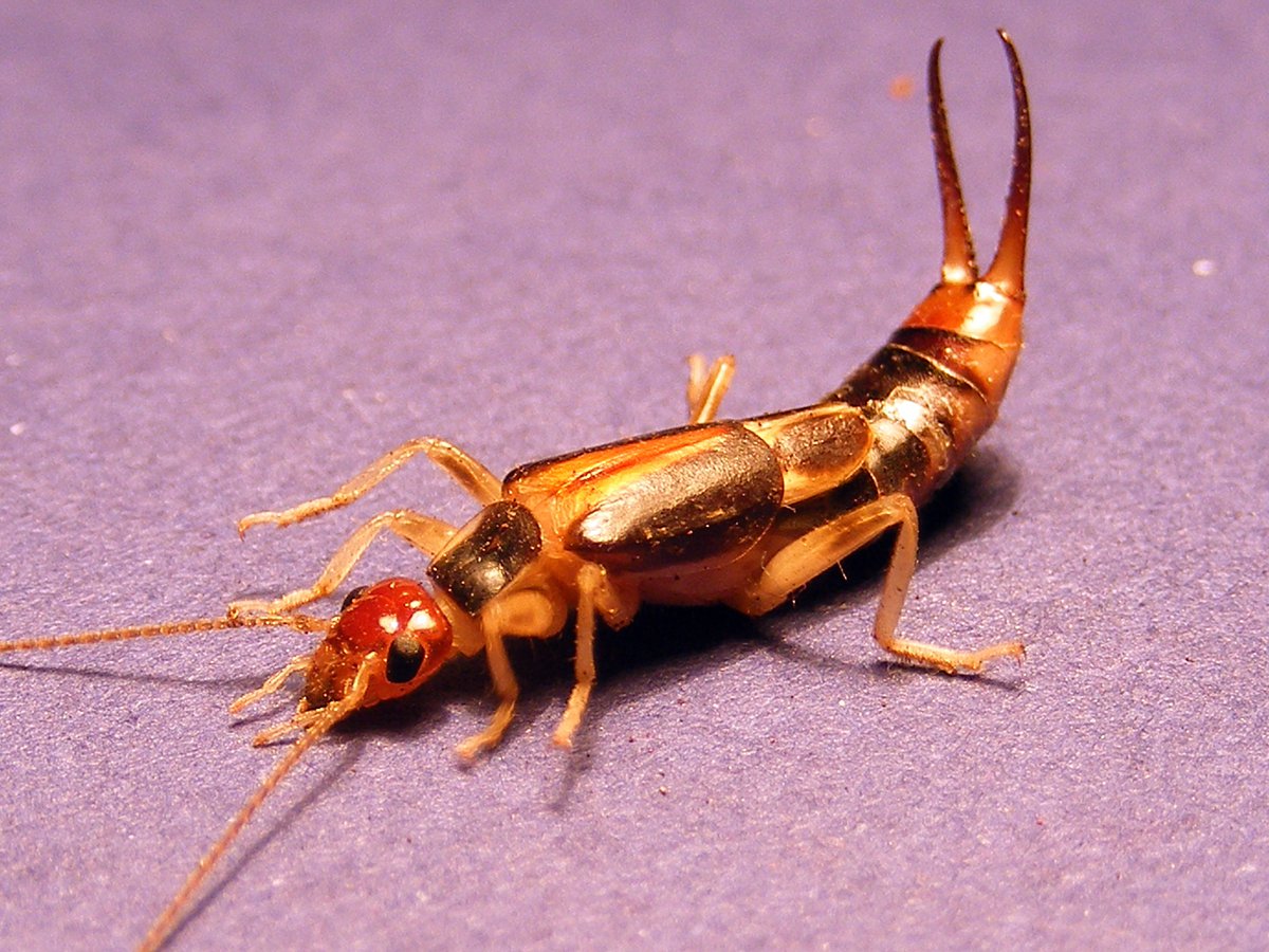 earwigs in illinois