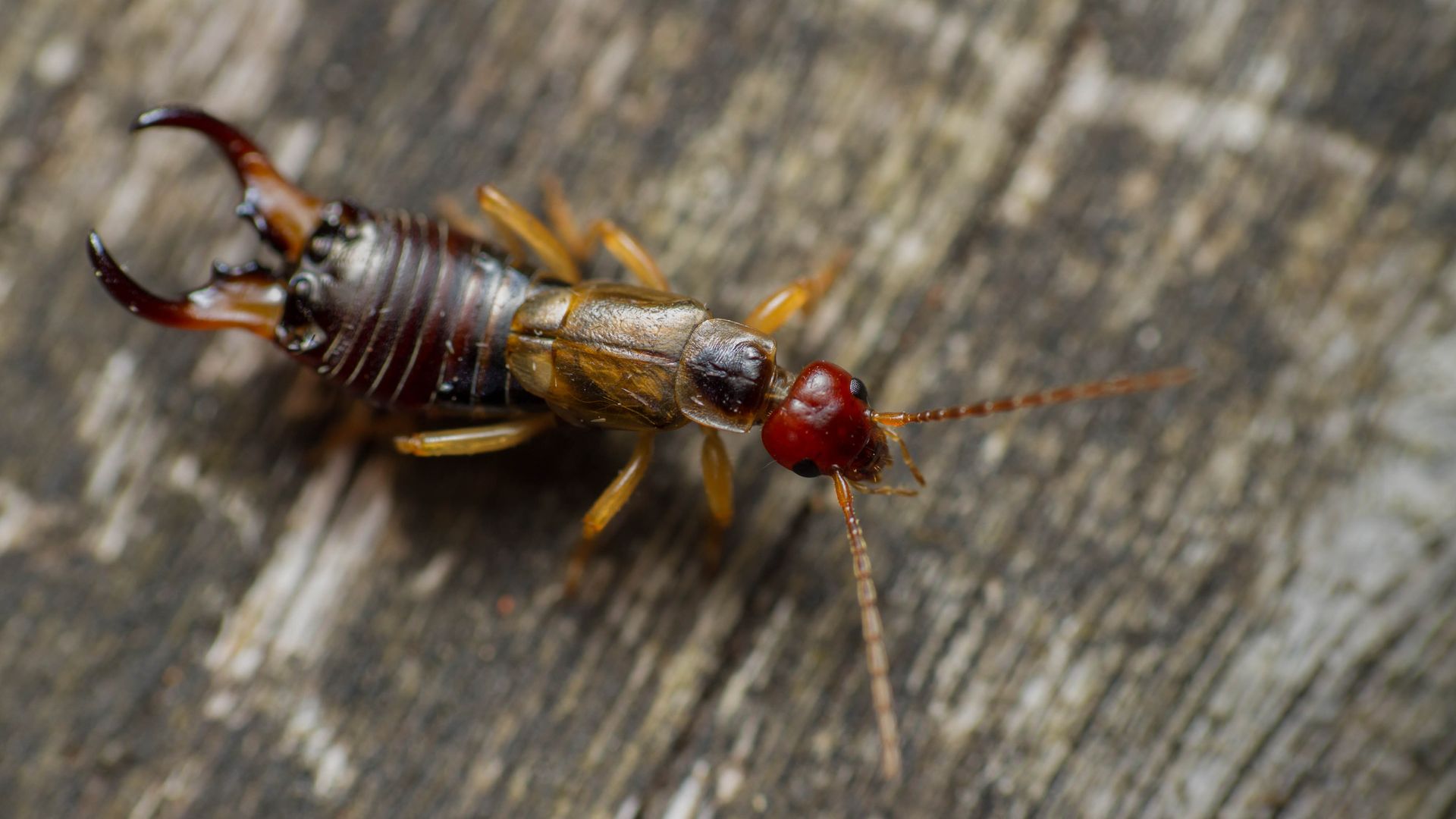 earwigs in michigan