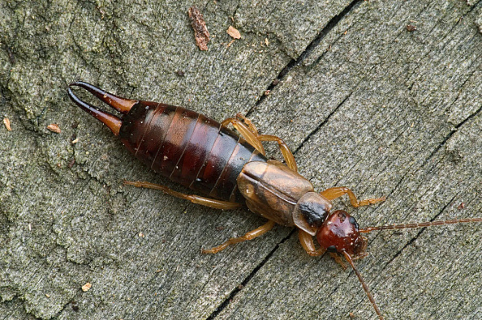 earwigs in tennessee