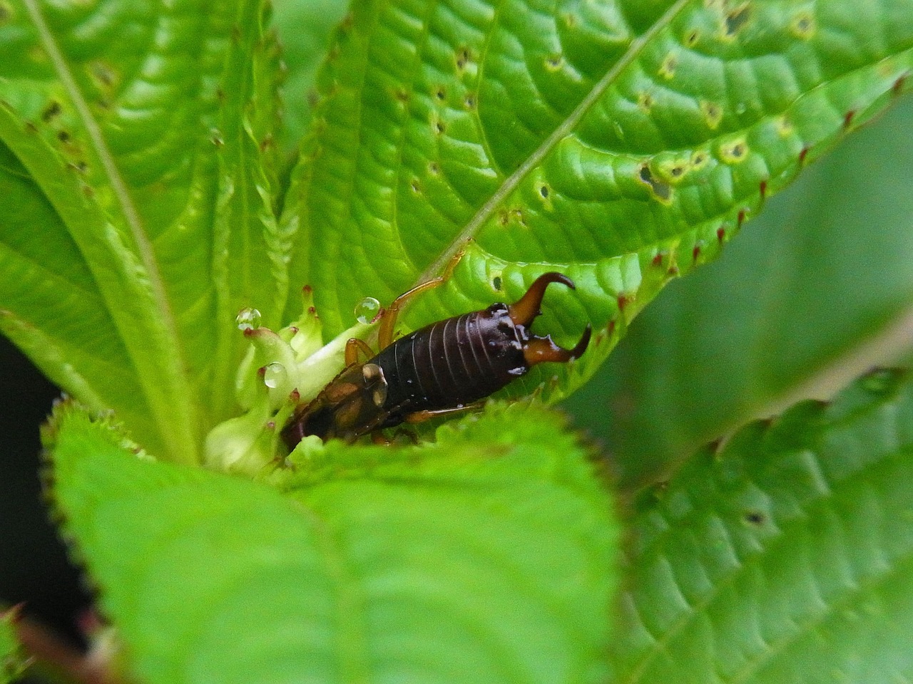 earwigs in virginia