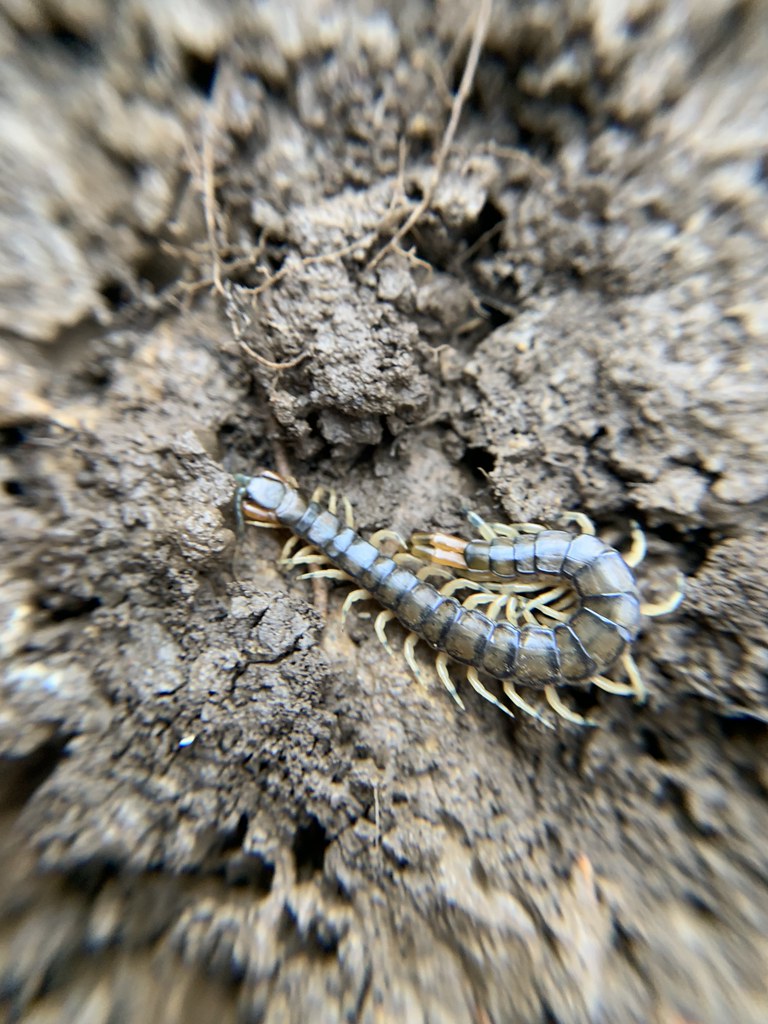 Eastern Bark Centipede