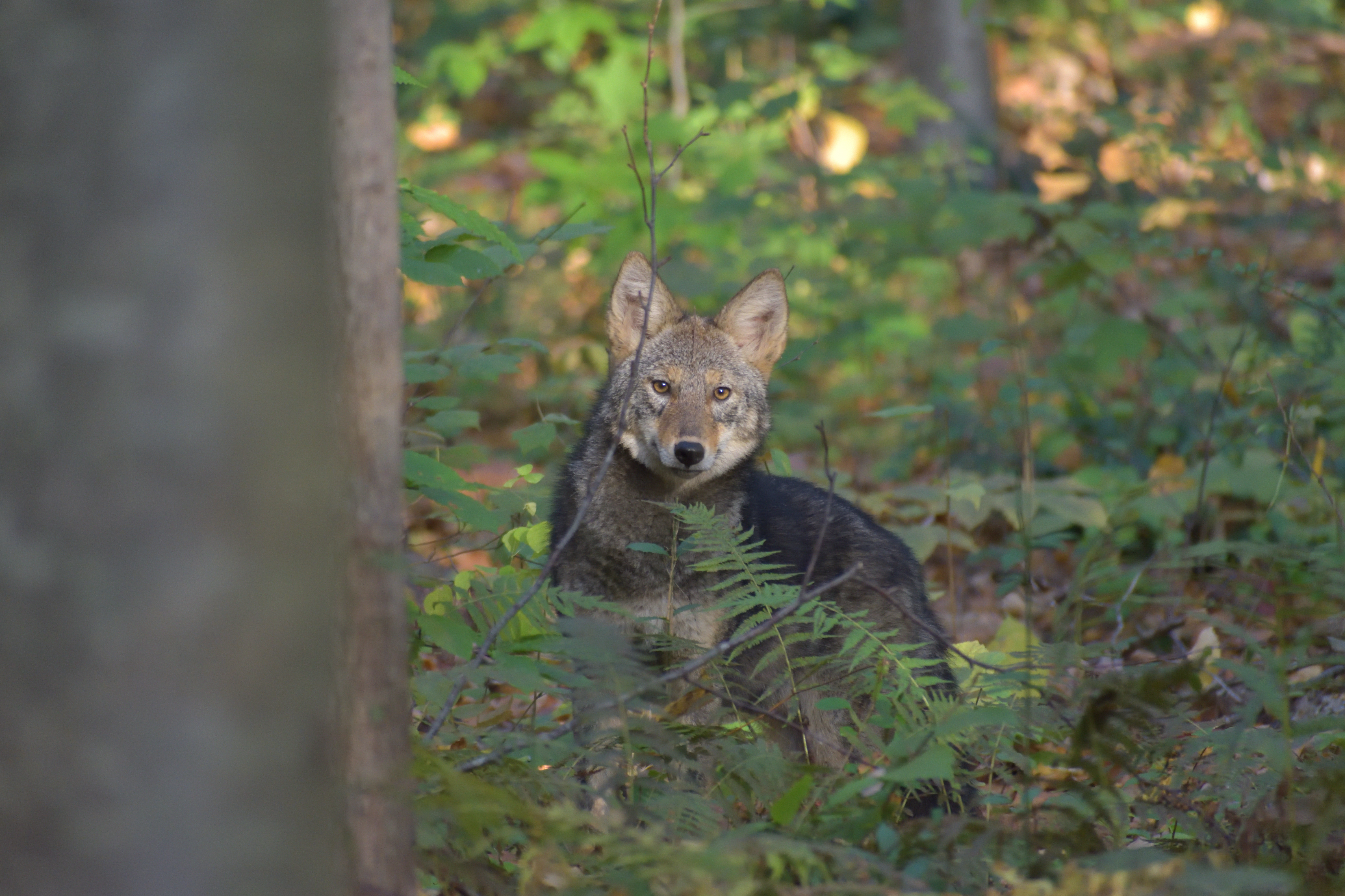 Eastern Coyote