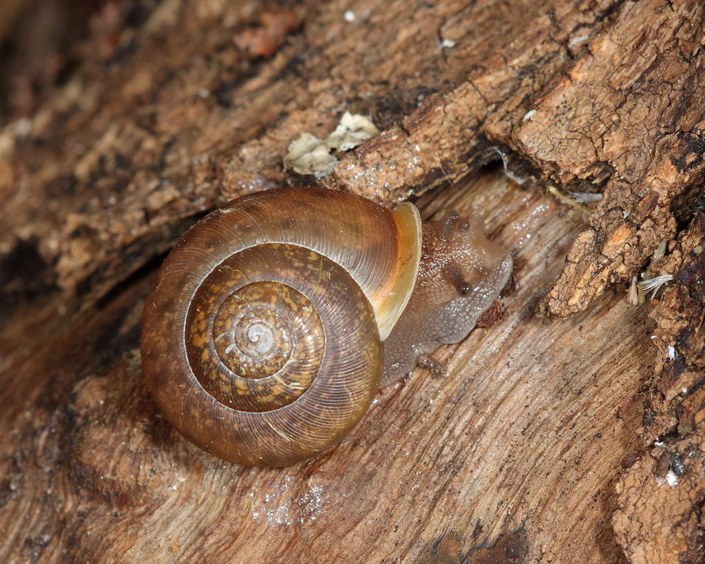Eastern white-lipped snail (Neohelix albolabris)