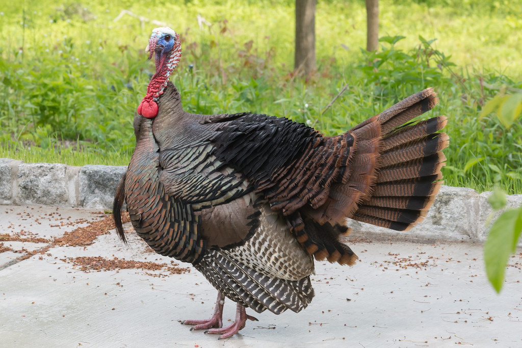 Eastern Wild Turkey