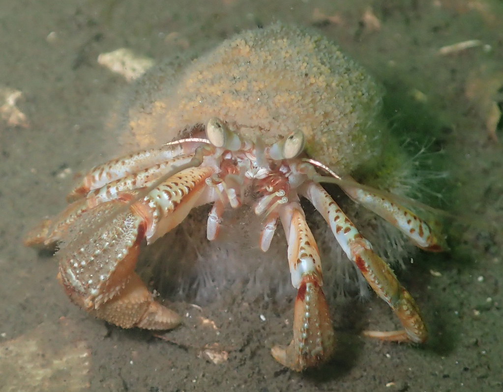 Edwards' hermit crab (Pagurus prideaux)