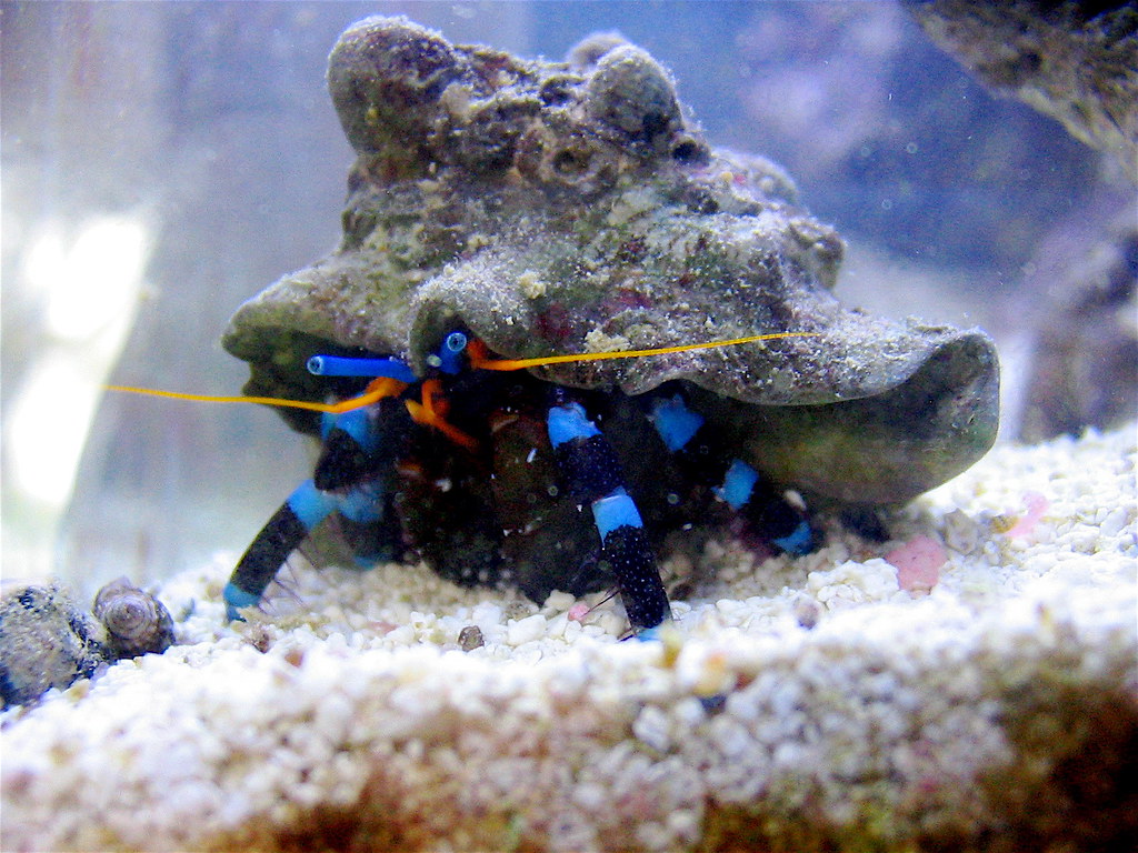 Electric Blue Hermit Crab