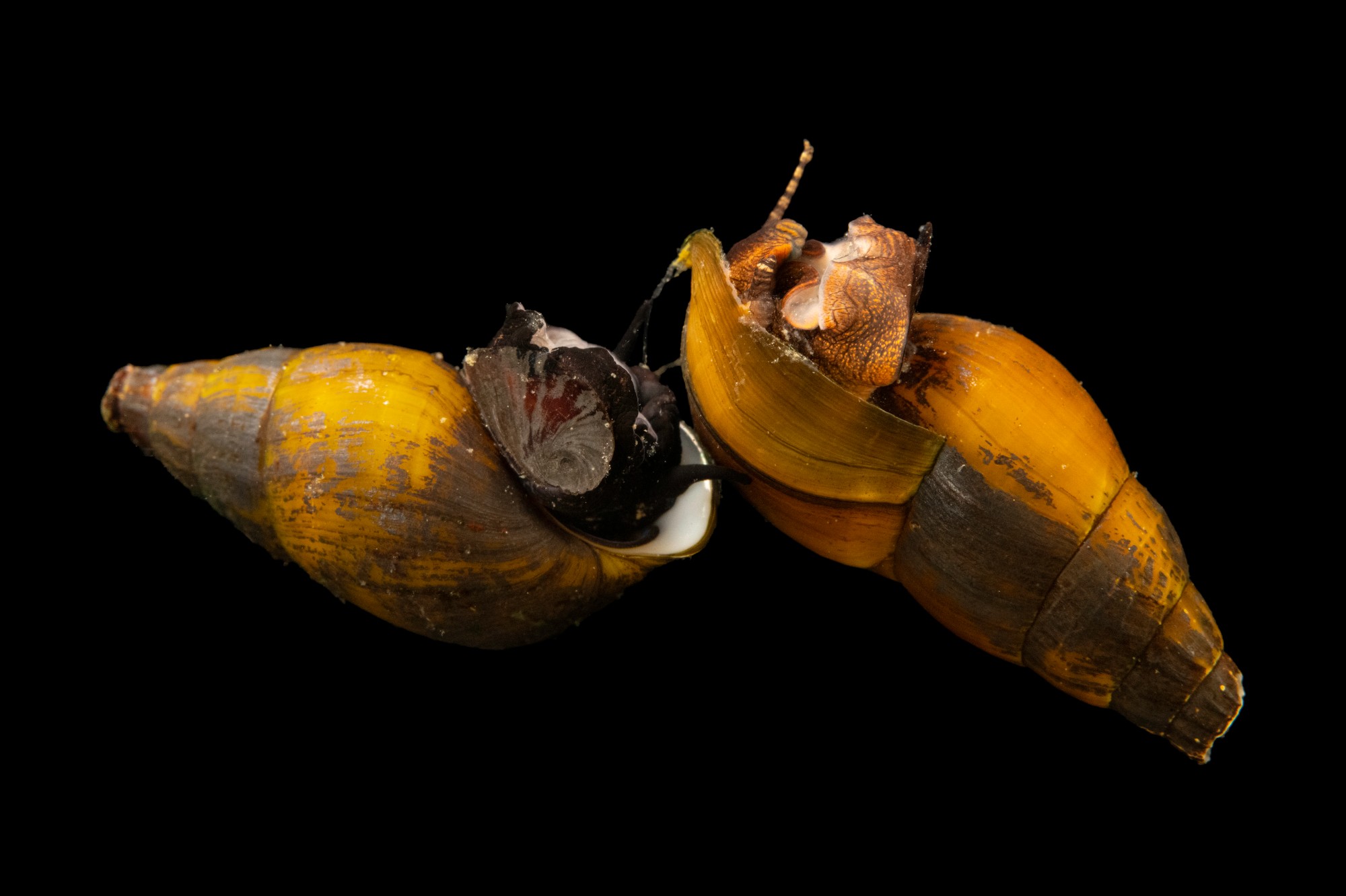 elimia snails