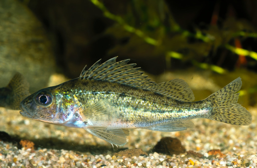 Eurasian ruffe (Gymnocephalus cernua)