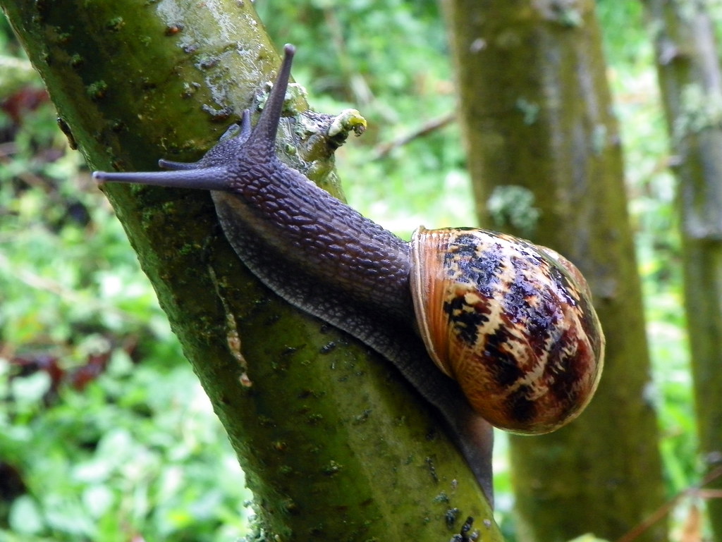 European garden snail (Cornu aspersum)