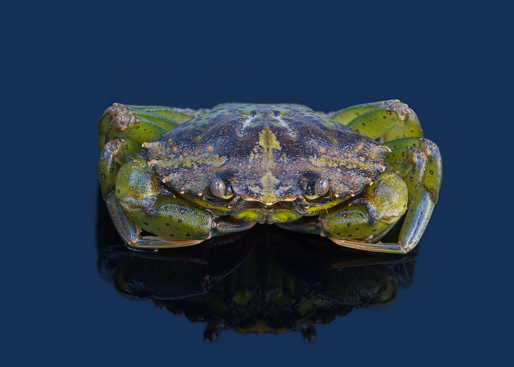 European Green Crab (Carcinus maenas)