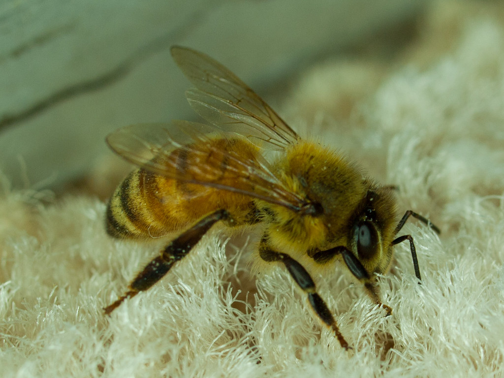 European Honeybee