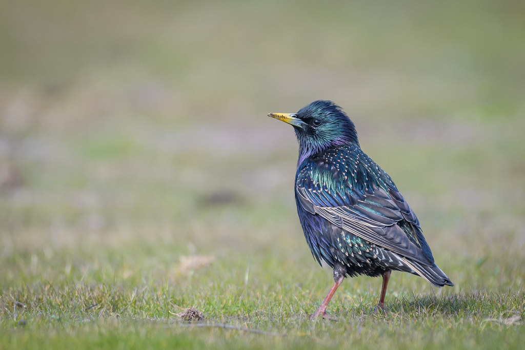 European Starling