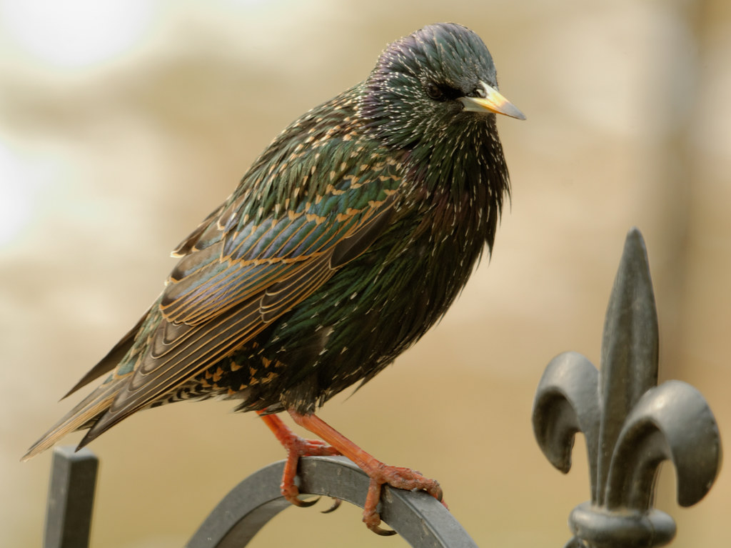European Starling