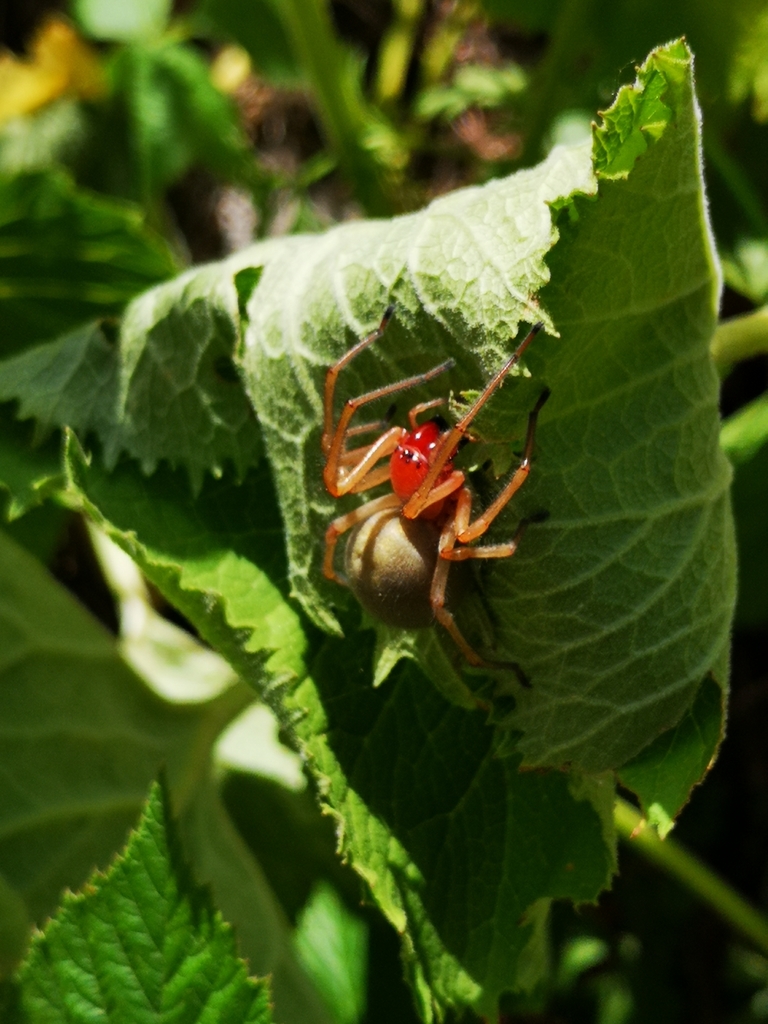 European Yellow Sac Spider