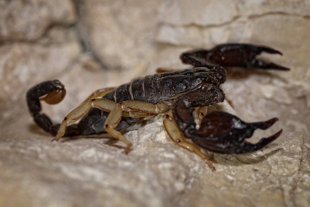 European Yellow-tailed Scorpion