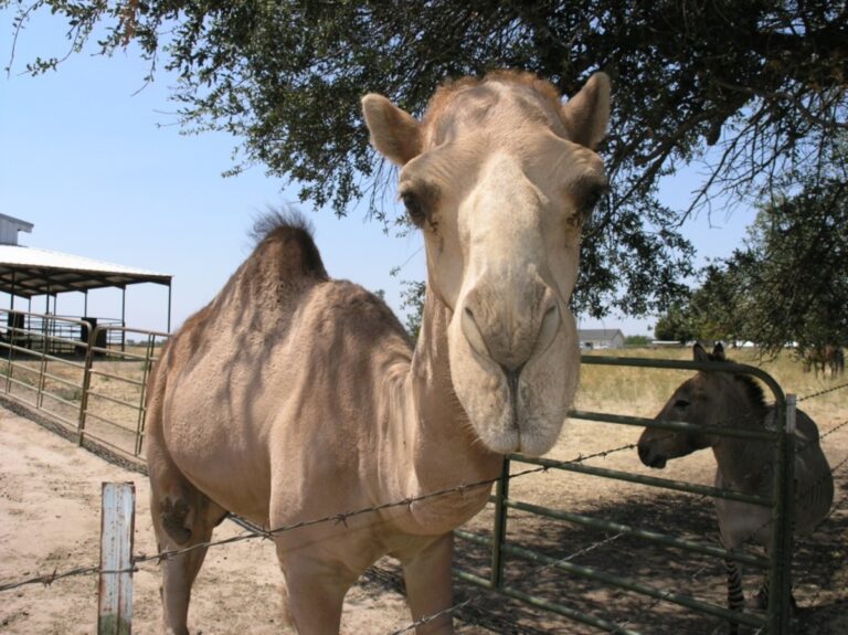 20 Exotic Pets You Can Legally Own in California (2025 Guide)