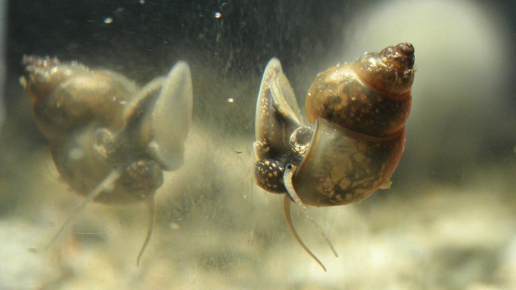 faucet snail (Bithynia tentaculata)