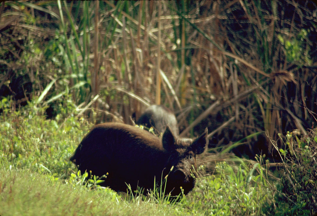 Feral Hogs