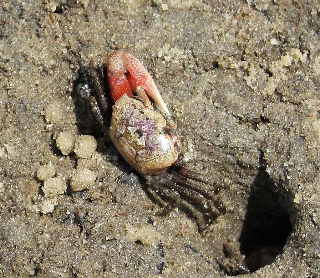 Fiddler Crabs