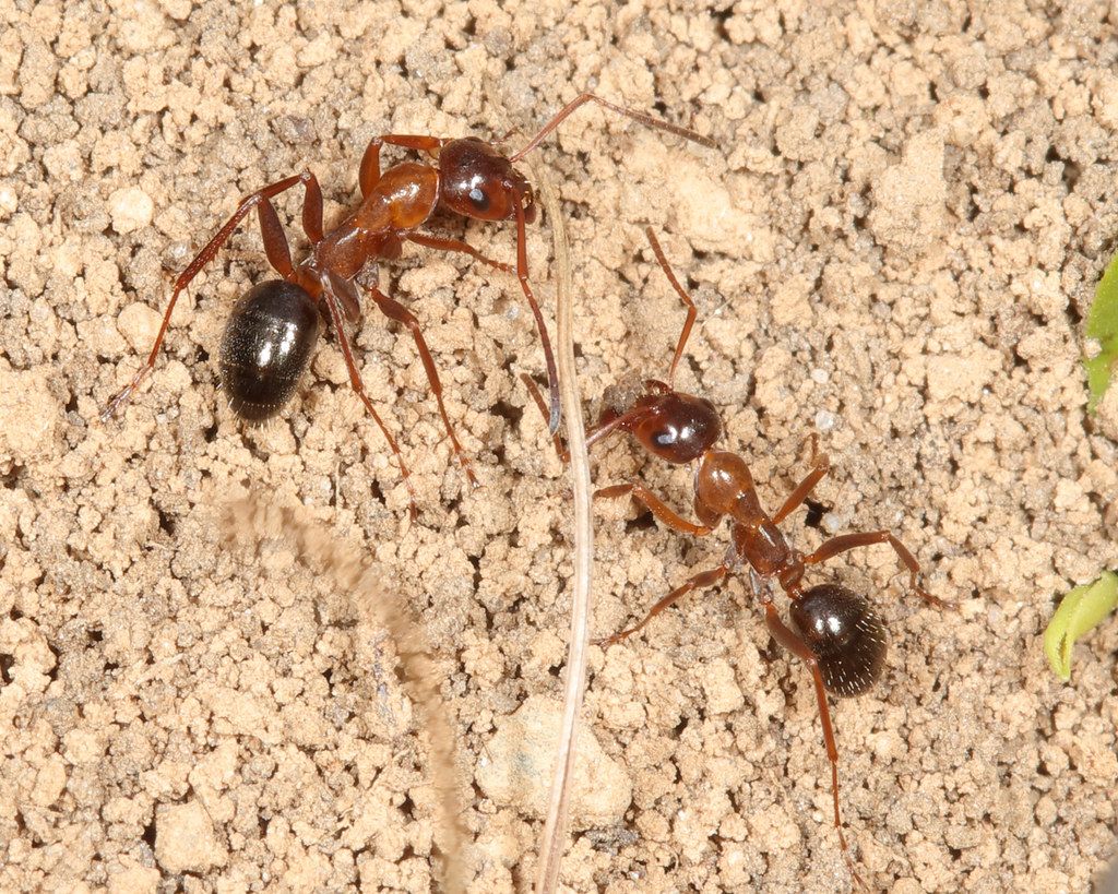 Field Ants