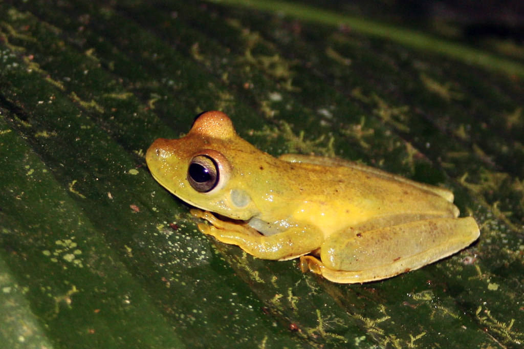 Fleischmann's Glass Frog