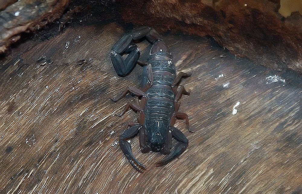 Florida Bark Scorpion