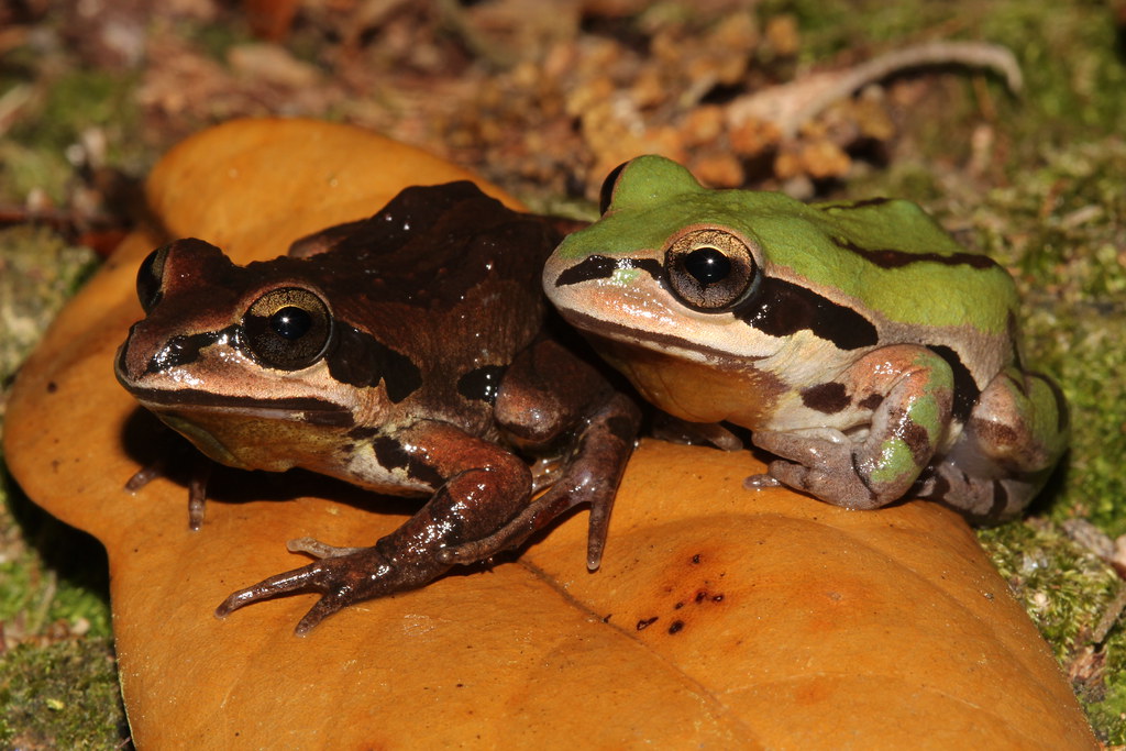 Florida Chorus Frog Ornate chorus frogs