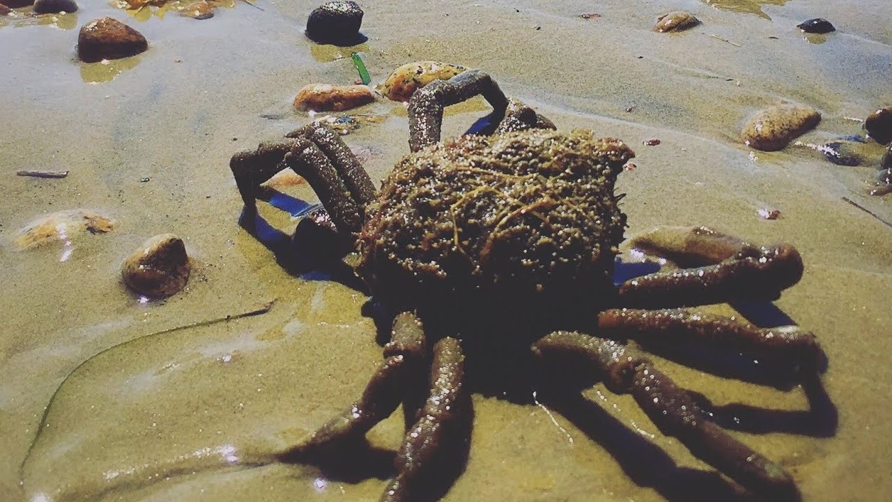florida spider crab