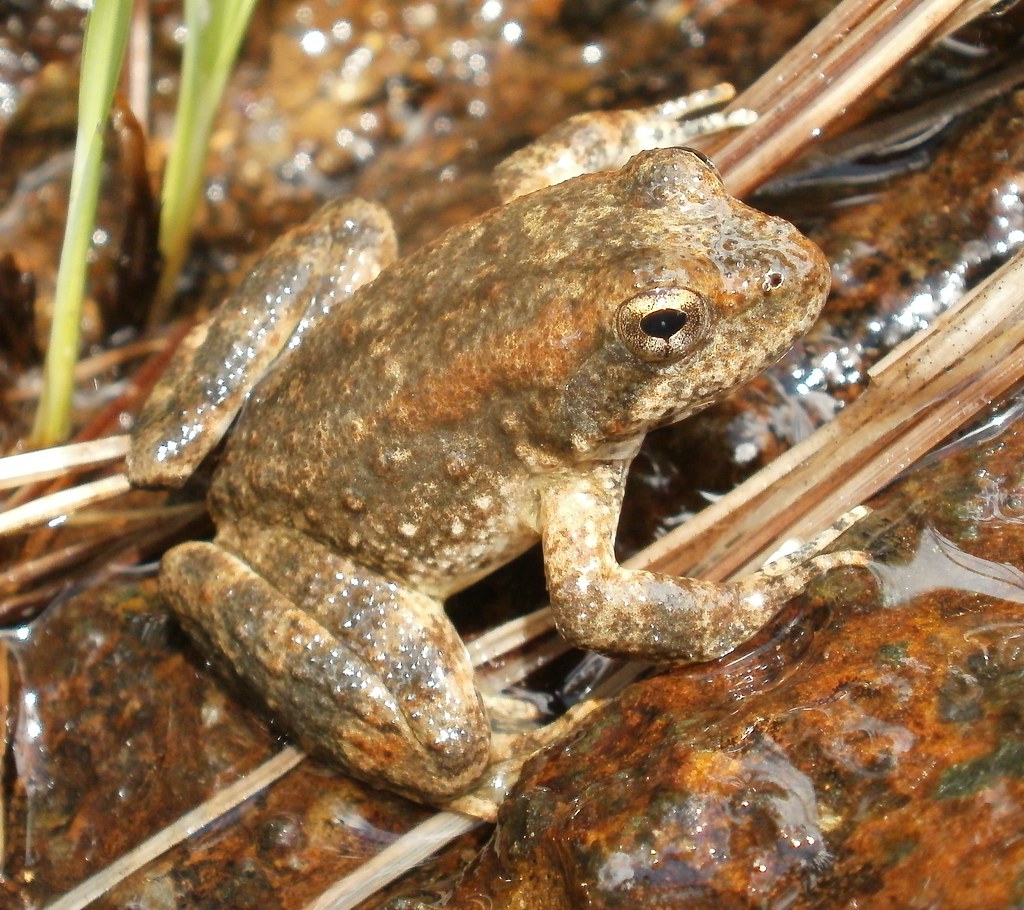Foothill Yellow-Legged Frog