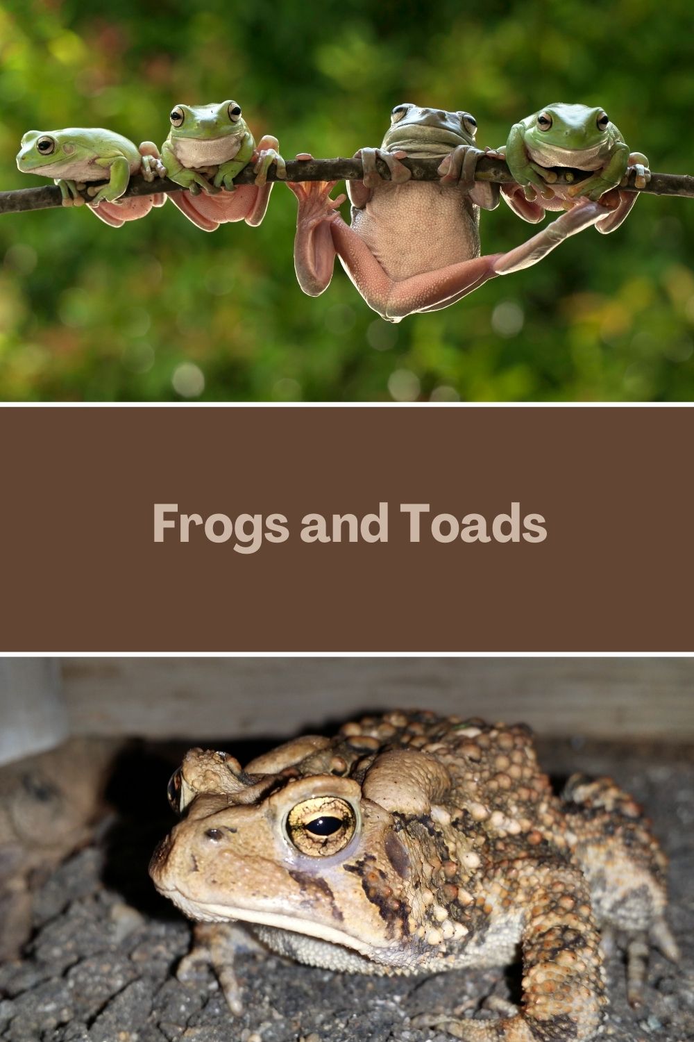 frogs and toads