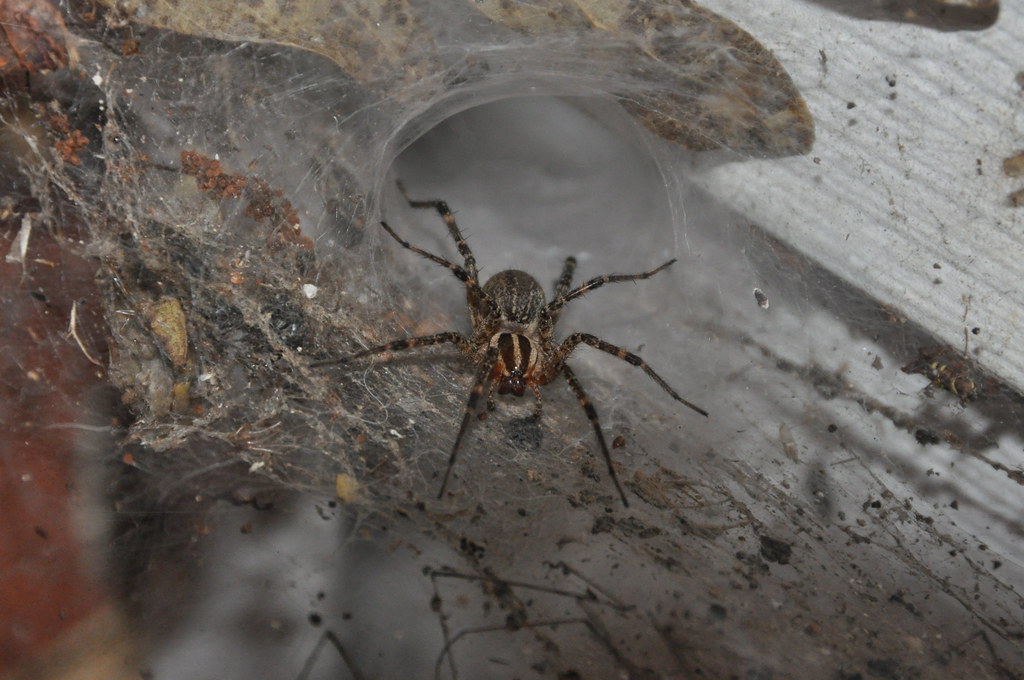 Funnel Weaver / Grass Spiders
