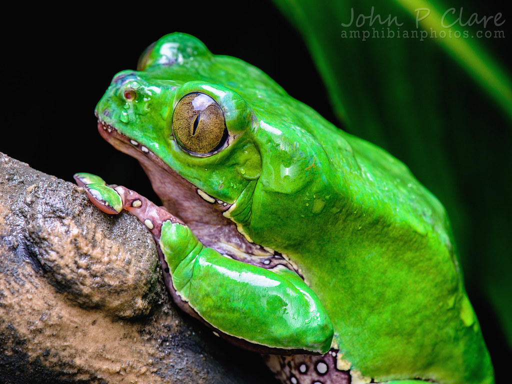 giant monkey frog (Phyllomedusa bicolor)