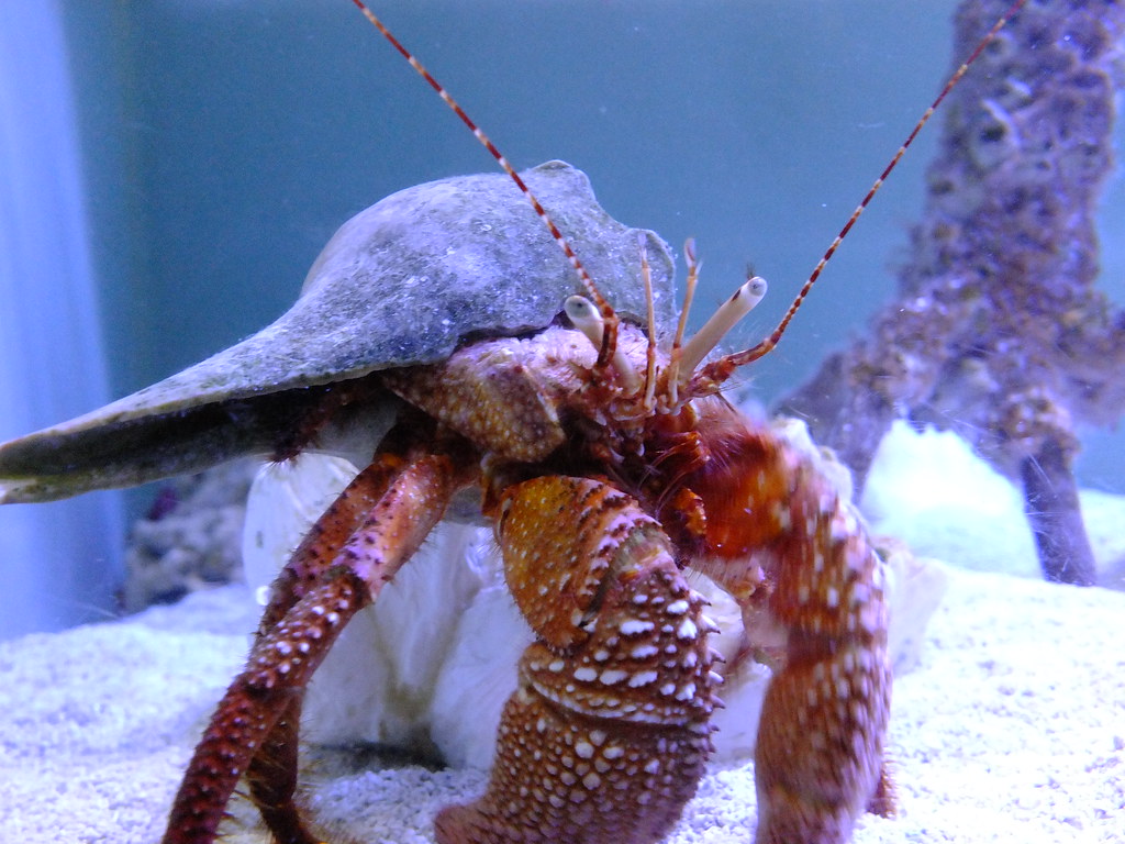 Giant Red Hermit Crab