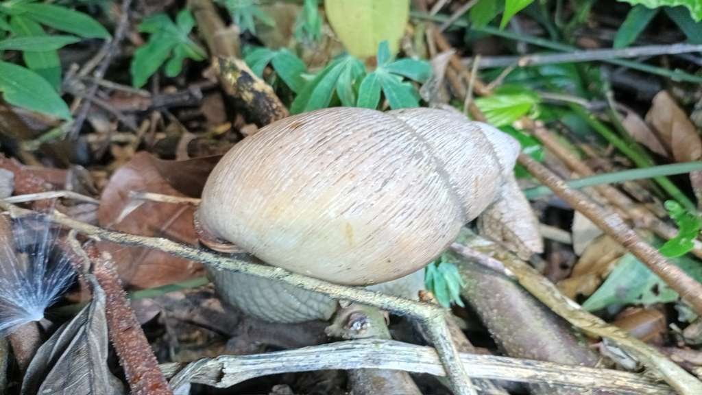 giant south american snail