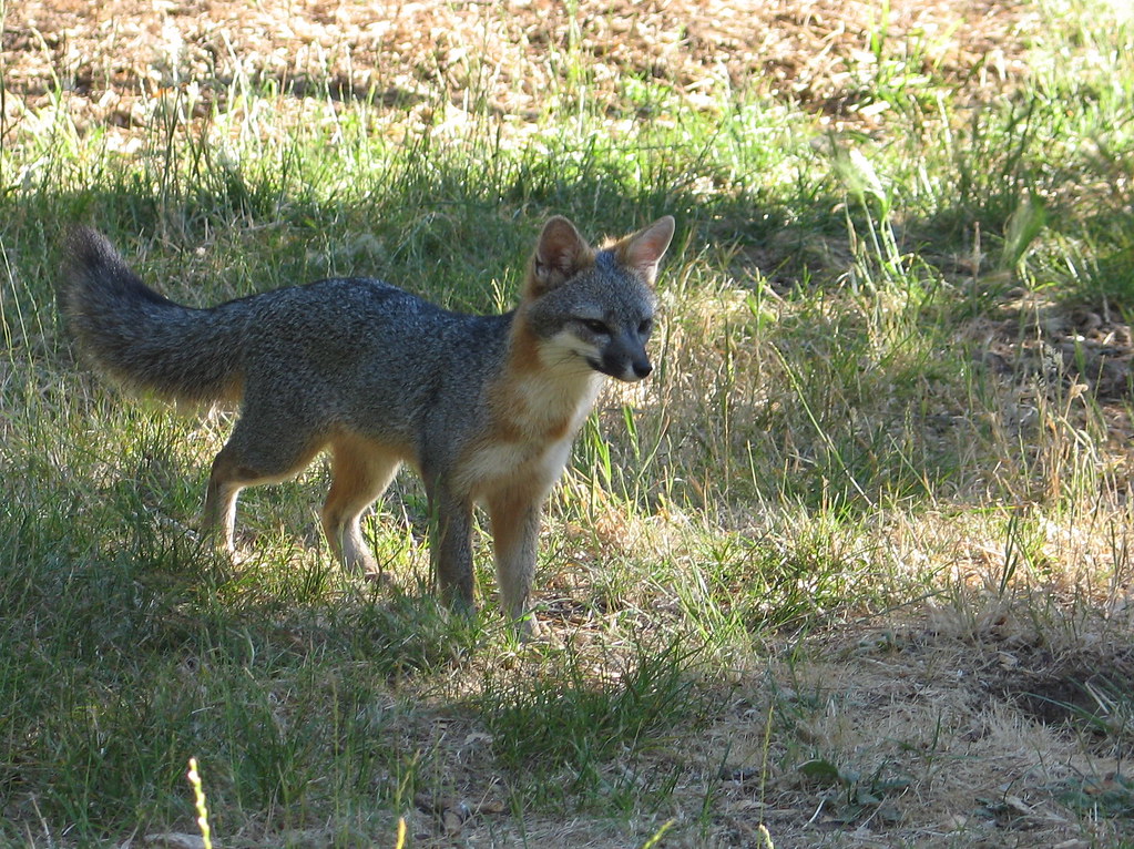 Gray Fox