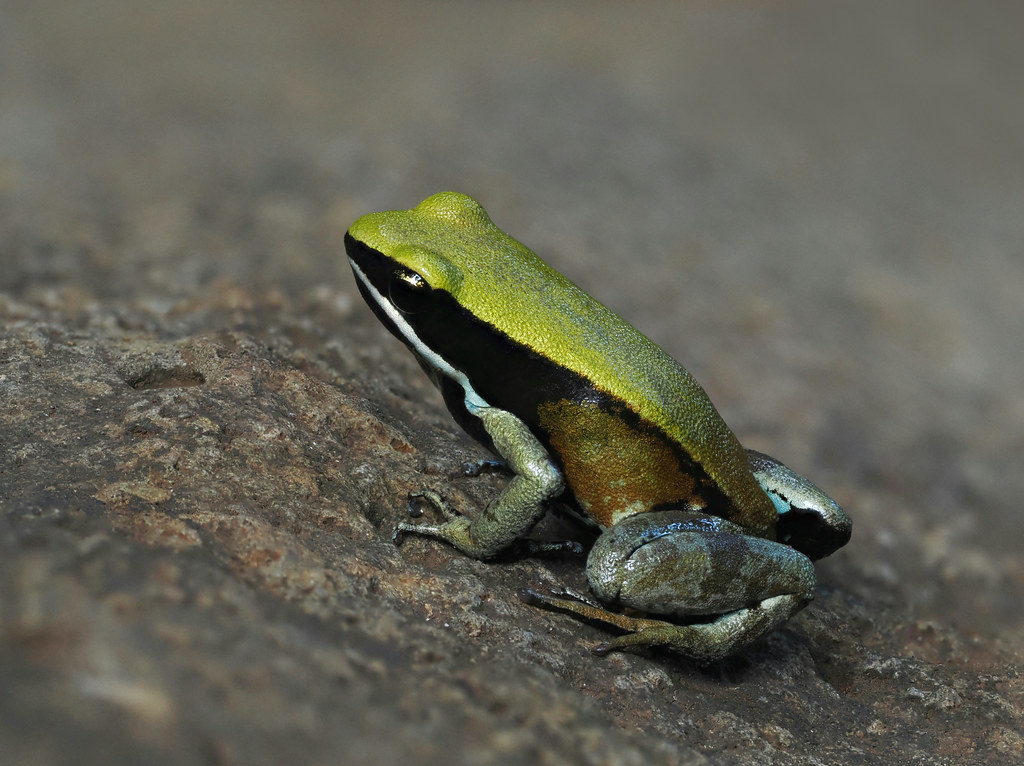 Green Mantella