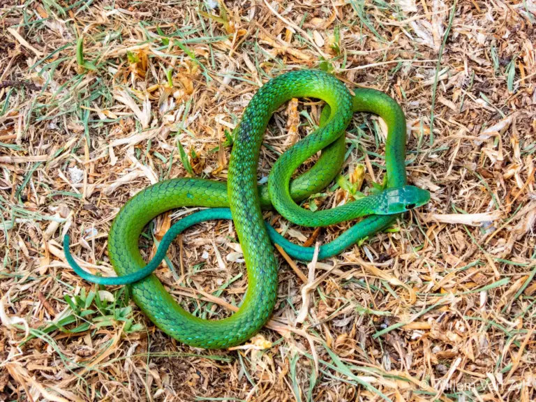How to Identify Green Snakes in East Tennessee: Complete Species Guide