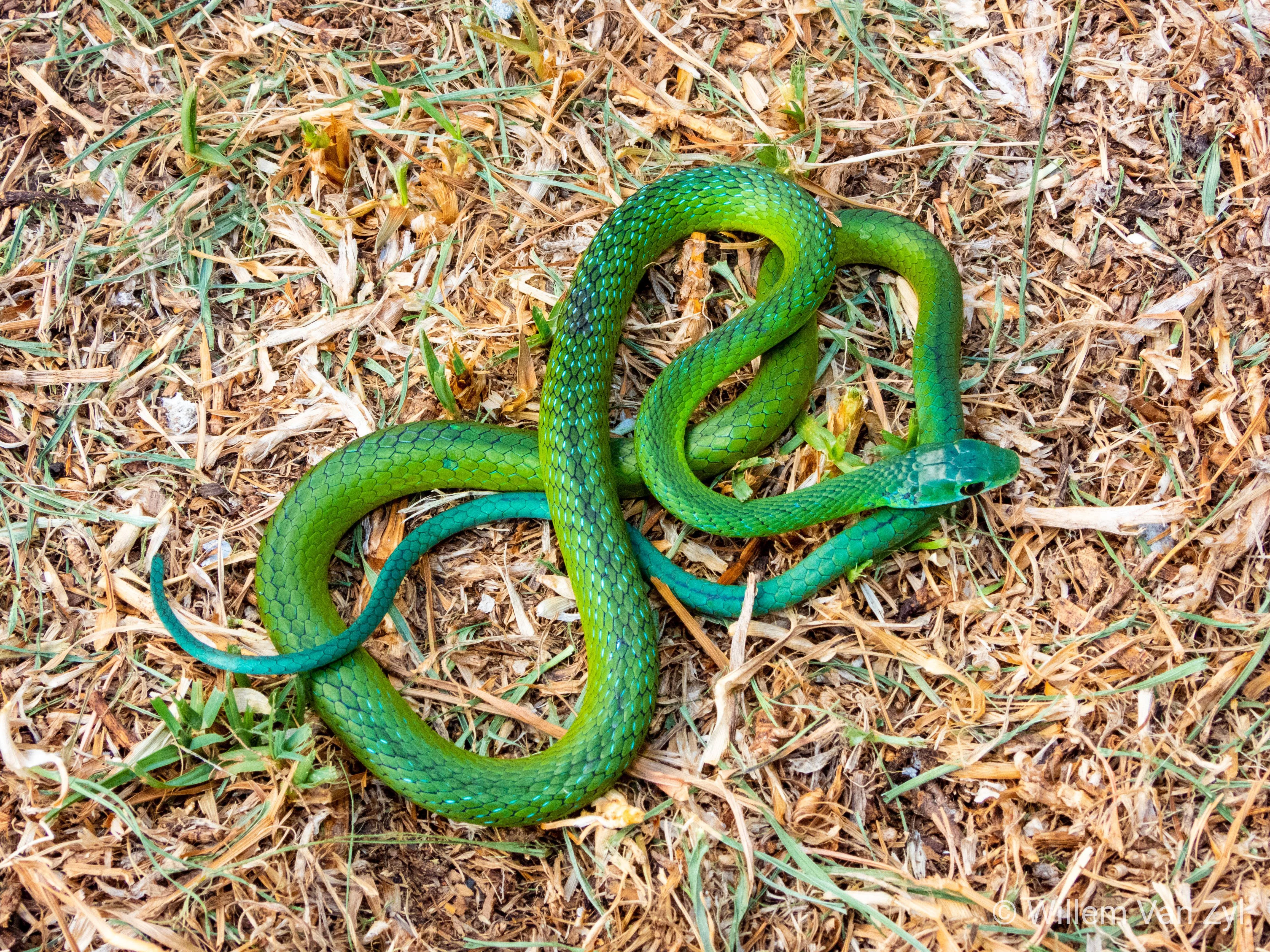 green snakes in east tennessee