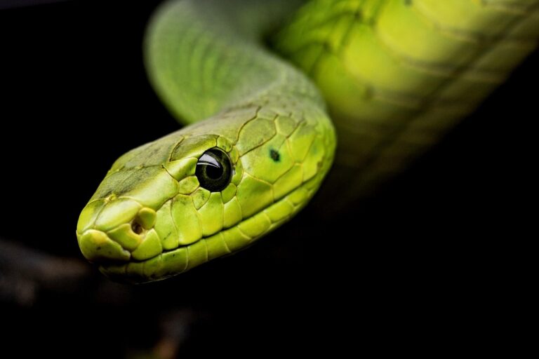 How to Identify Green Snakes in Houston: Your Complete Urban Nature Guide