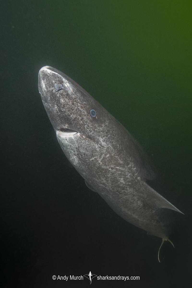 greenland shark somniosus microcephalus