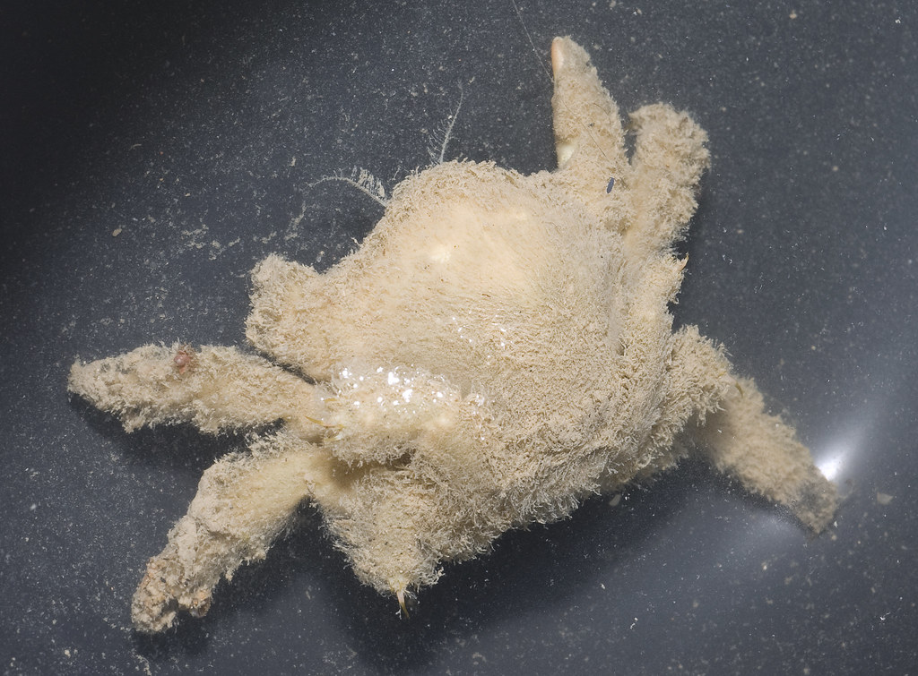 Hairy Sponge Crab