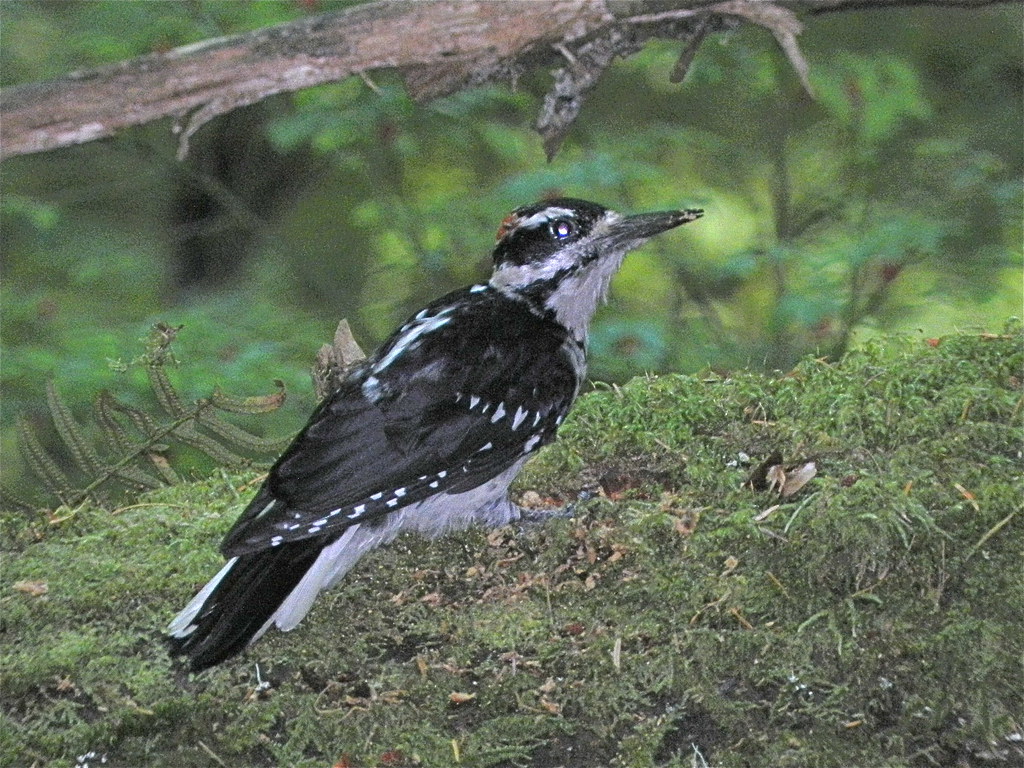 Hairy Woodpecker (Picoides villosus)